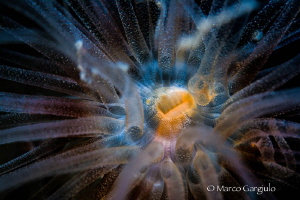 Alicia mirabilis, night dive by Marco Gargiulo 